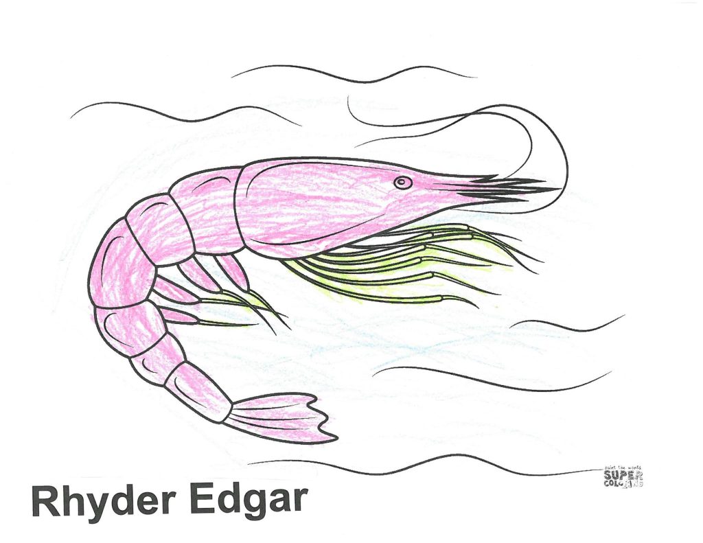 a coloring page with an image of a prawn. There are lines in the background that are meant to evoke the visual of a water current